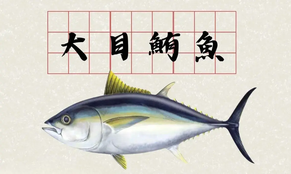 大目鮪魚
