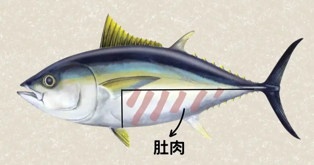 大目鮪魚肚肉