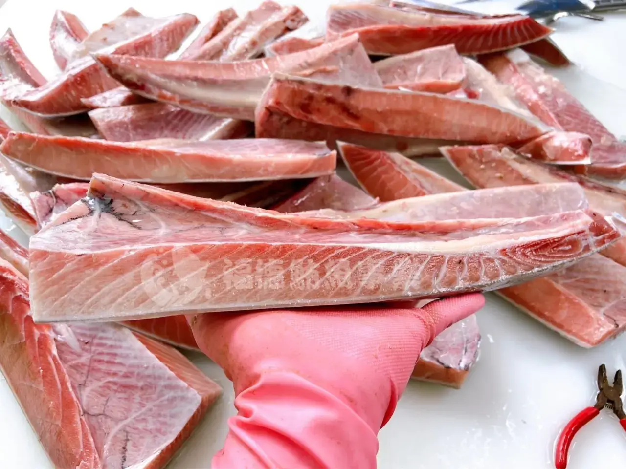 大目鮪魚肚肉