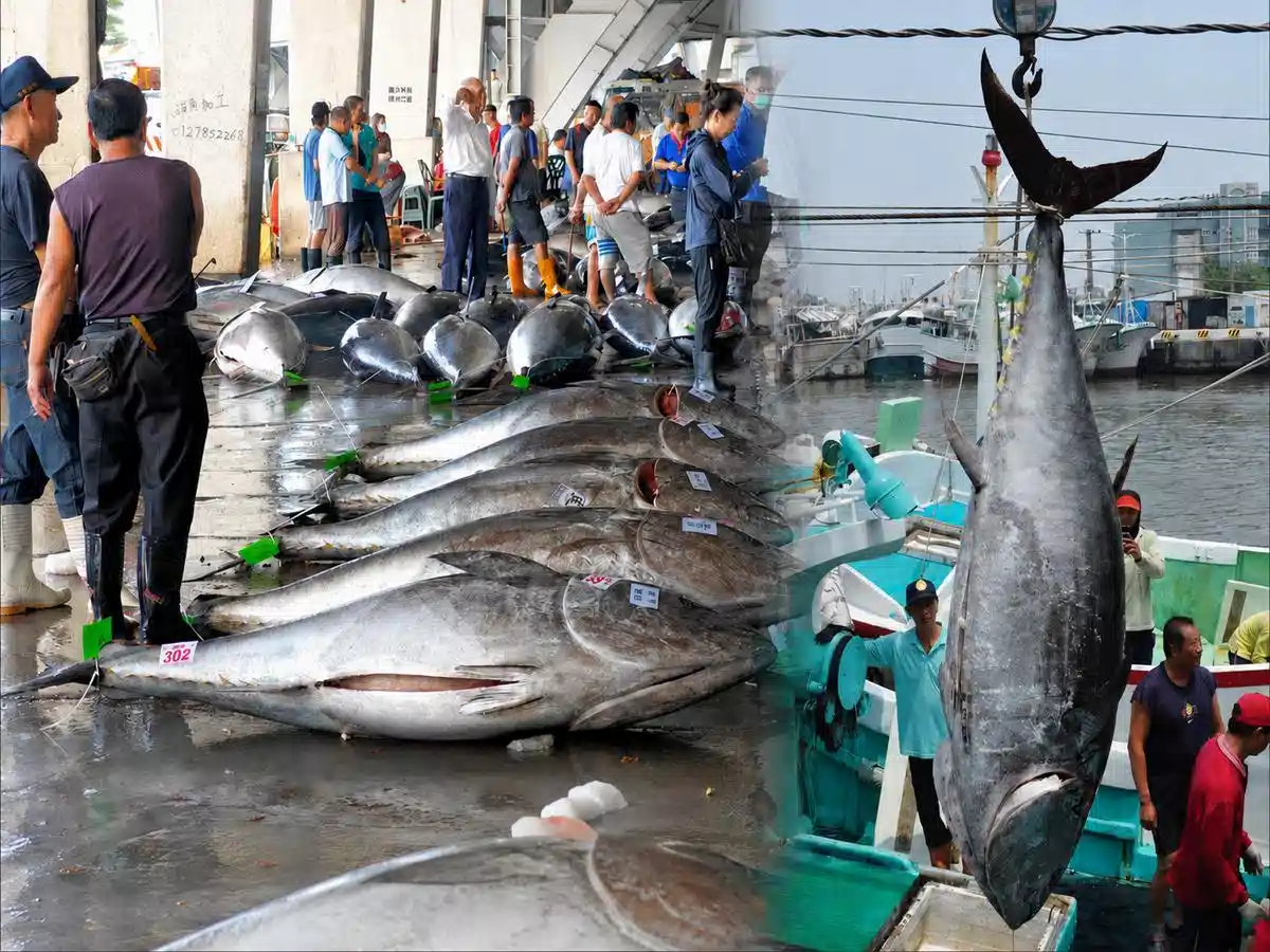 東港黑鮪魚-海中和牛!金三角 東港黑鮪魚-海中和牛!金三角